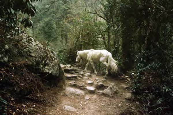 Federico Fangi, fotografo