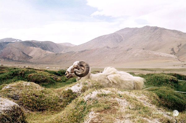 Federico Fangi, fotografo