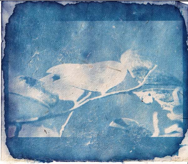 Técnica fotográfica cianotipo