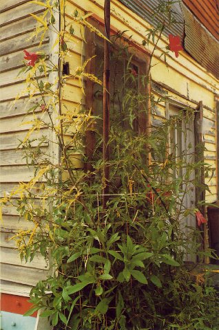 Fotografia William Eggleston