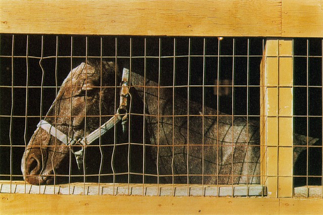 Fotografia William Eggleston