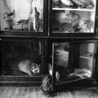 fotografia de francesca woodman